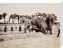 Hay gathering, c 1890. stretched canvas medium none Art Print - Science Museum Shop