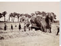 Hay gathering, c 1890. stretched canvas extra large none Art Print - Science Museum Shop