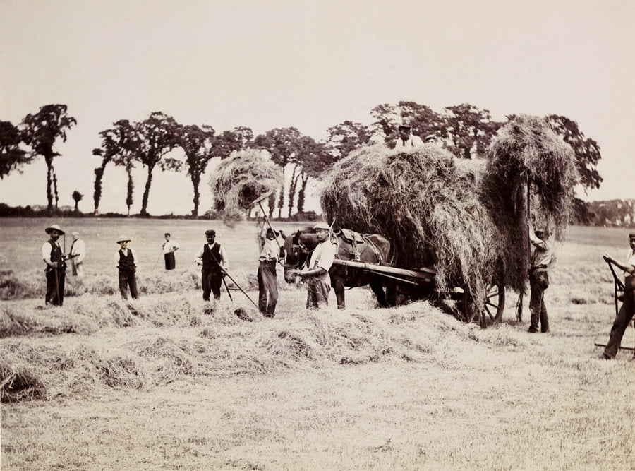 Hay gathering, c 1890. Art Print - Science Museum Shop
