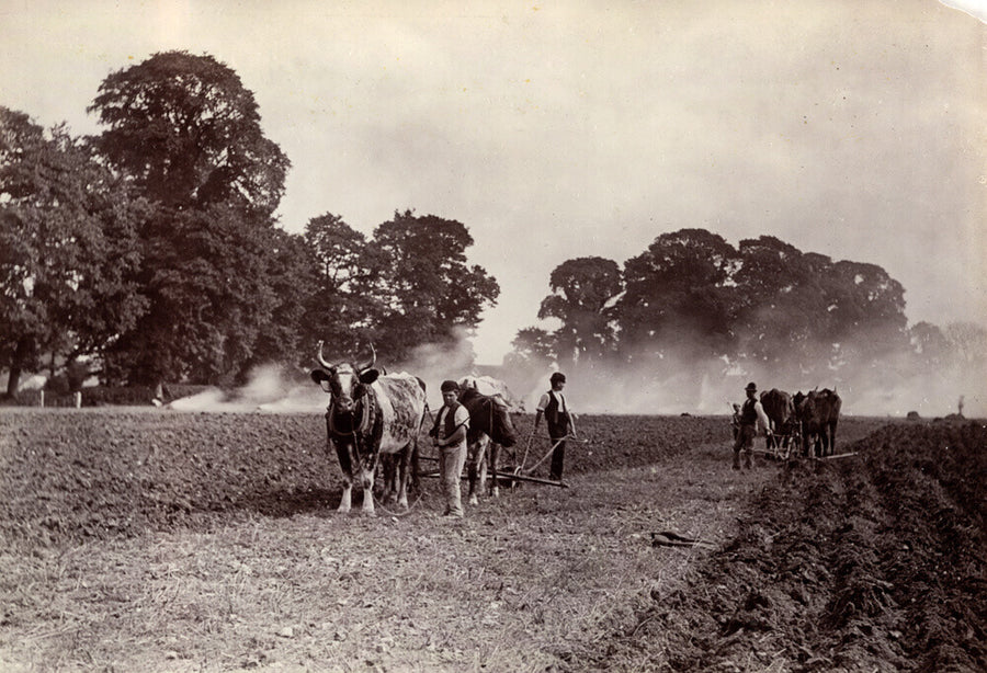 'Ploughing and Burning', c 1890. Art Print - Science Museum Shop