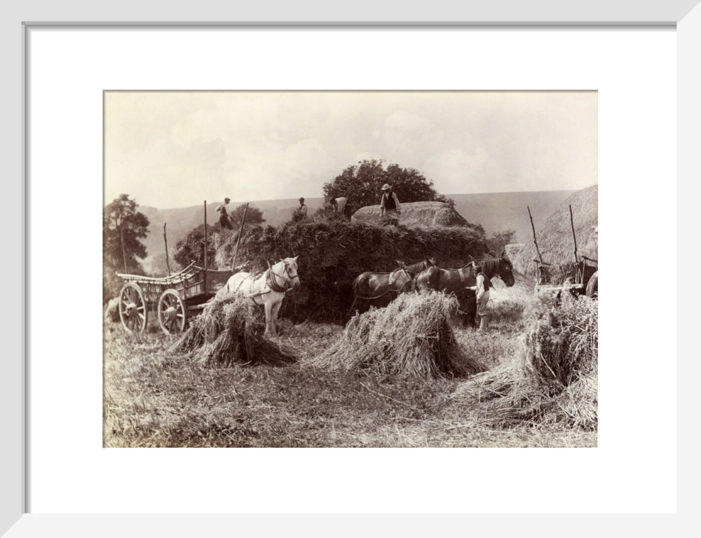 Harvest, c 1890. art print small white Art Print - Science Museum Shop