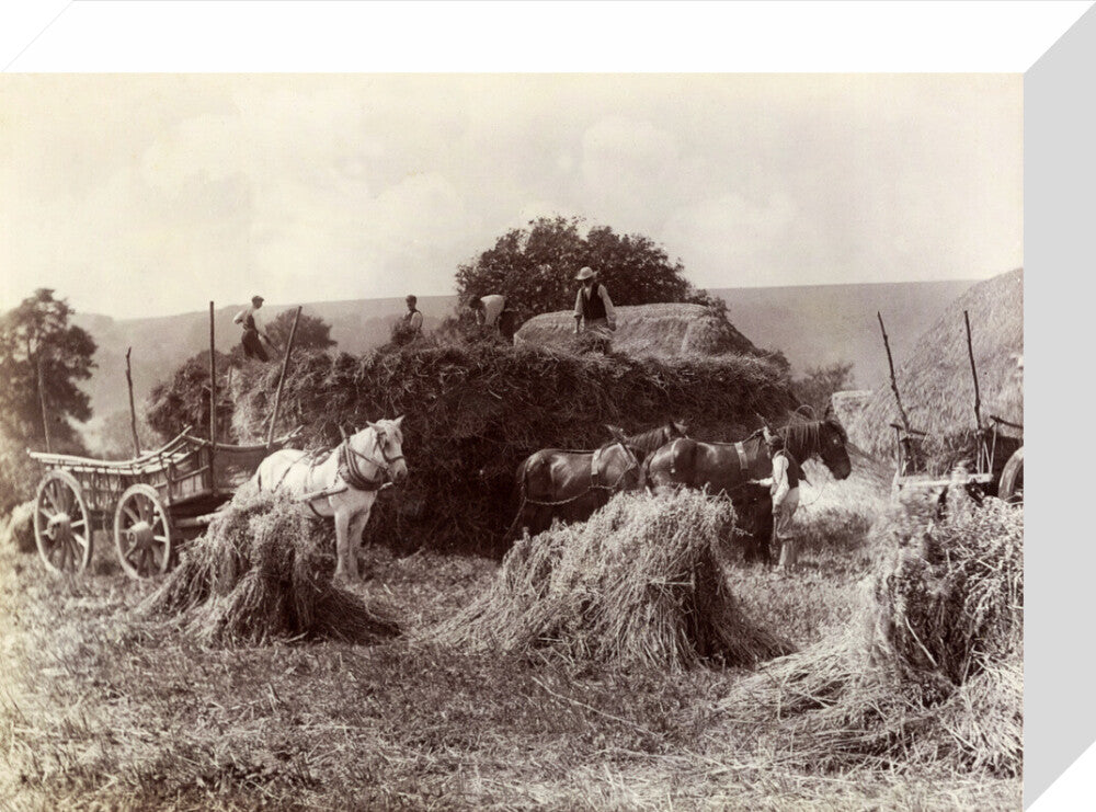 Harvest, c 1890. stretched canvas small none Art Print - Science Museum Shop