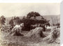 Harvest, c 1890. stretched canvas medium none Art Print - Science Museum Shop