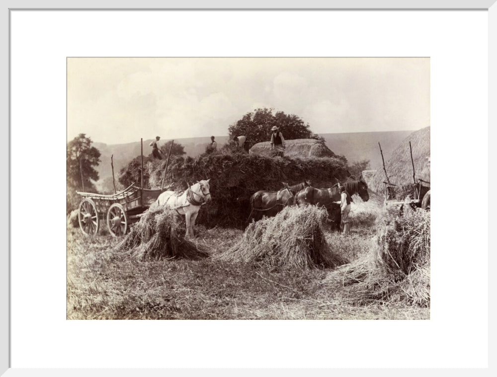 Harvest, c 1890. art print large white Art Print - Science Museum Shop