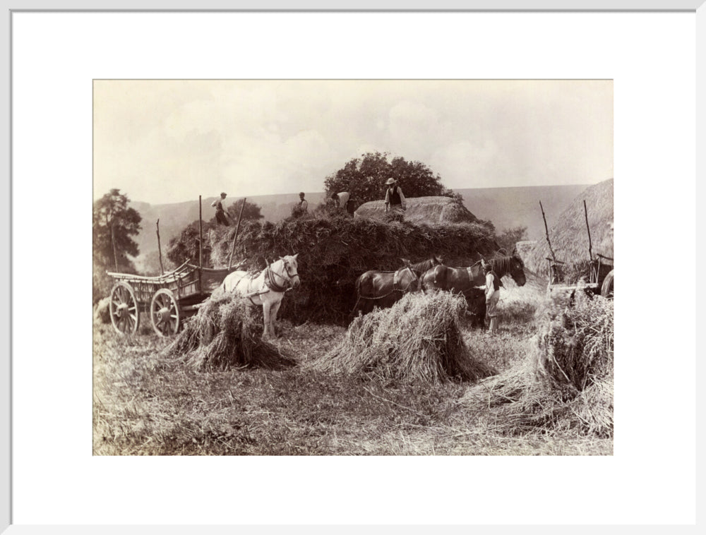 Harvest, c 1890. art print extra large white Art Print - Science Museum Shop
