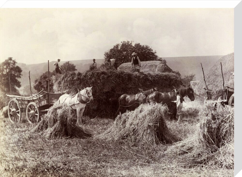 Harvest, c 1890. stretched canvas large none Art Print - Science Museum Shop