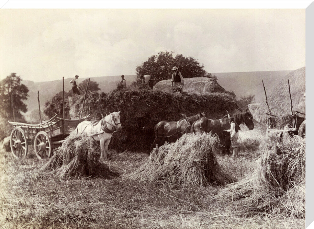 Harvest, c 1890. stretched canvas extra large none Art Print - Science Museum Shop