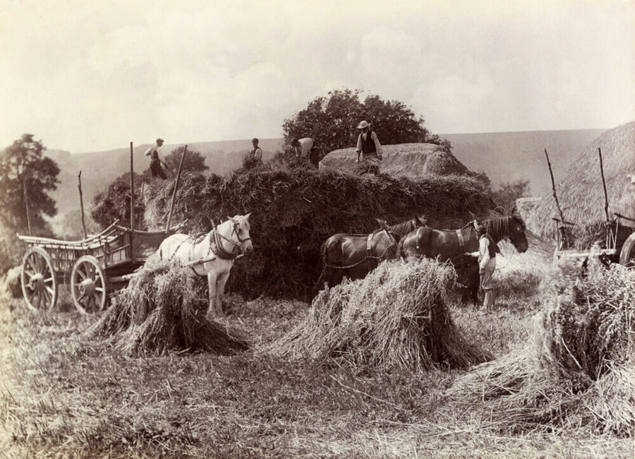 Harvest, c 1890. Art Print - Science Museum Shop