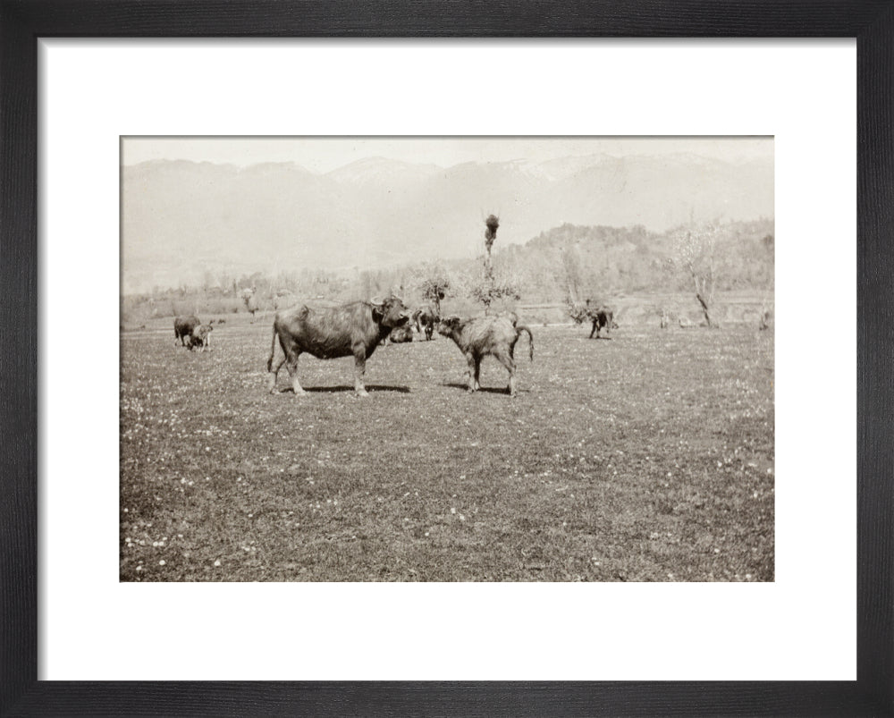 On the Banks of the Black River, about 80 versts from Gagra: The Cattle of the Country art print extra small black Art Print - Science Museum Shop
