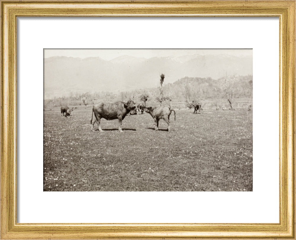 On the Banks of the Black River, about 80 versts from Gagra: The Cattle of the Country art print extra small gold Art Print - Science Museum Shop