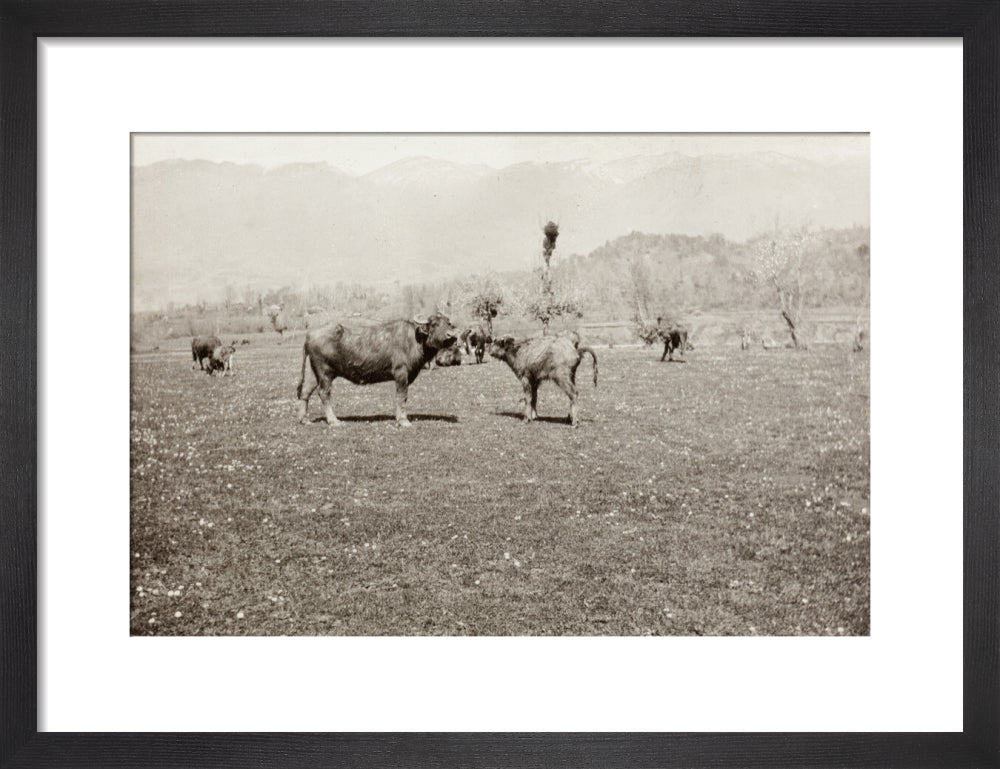 On the Banks of the Black River, about 80 versts from Gagra: The Cattle of the Country art print small black Art Print - Science Museum Shop