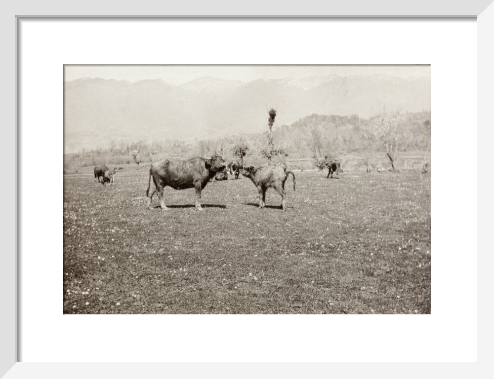 On the Banks of the Black River, about 80 versts from Gagra: The Cattle of the Country art print small white Art Print - Science Museum Shop