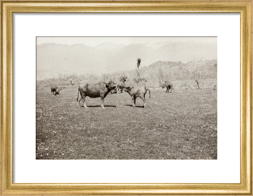 On the Banks of the Black River, about 80 versts from Gagra: The Cattle of the Country art print small gold Art Print - Science Museum Shop