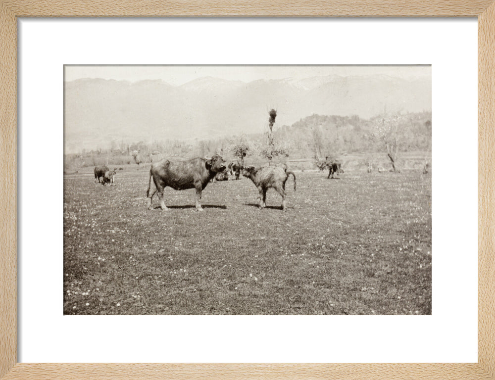 On the Banks of the Black River, about 80 versts from Gagra: The Cattle of the Country art print small natural Art Print - Science Museum Shop