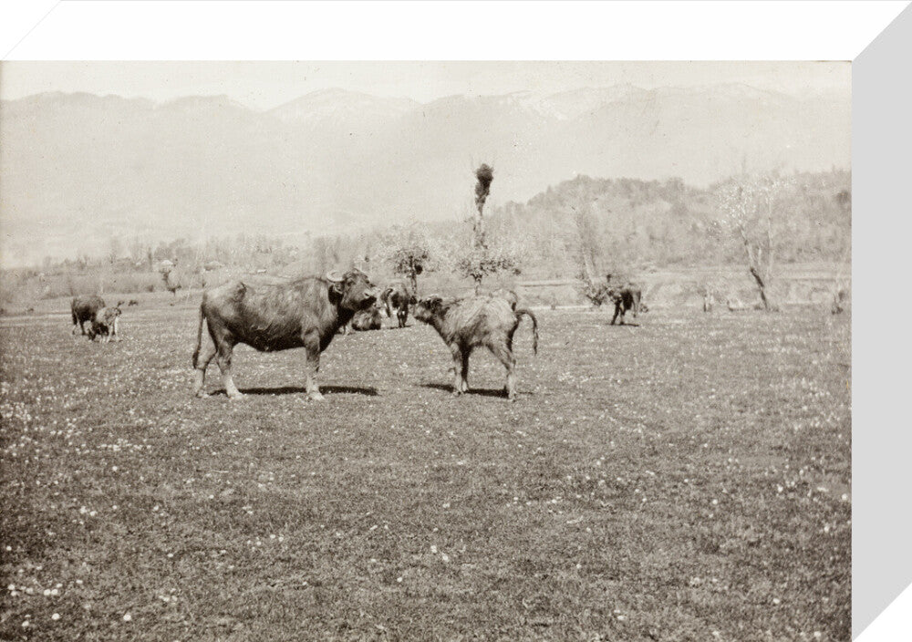 On the Banks of the Black River, about 80 versts from Gagra: The Cattle of the Country stretched canvas small none Art Print - Science Museum Shop