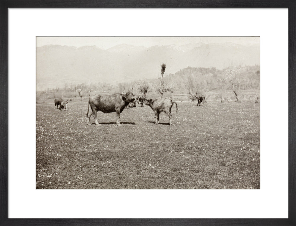 On the Banks of the Black River, about 80 versts from Gagra: The Cattle of the Country art print medium black Art Print - Science Museum Shop