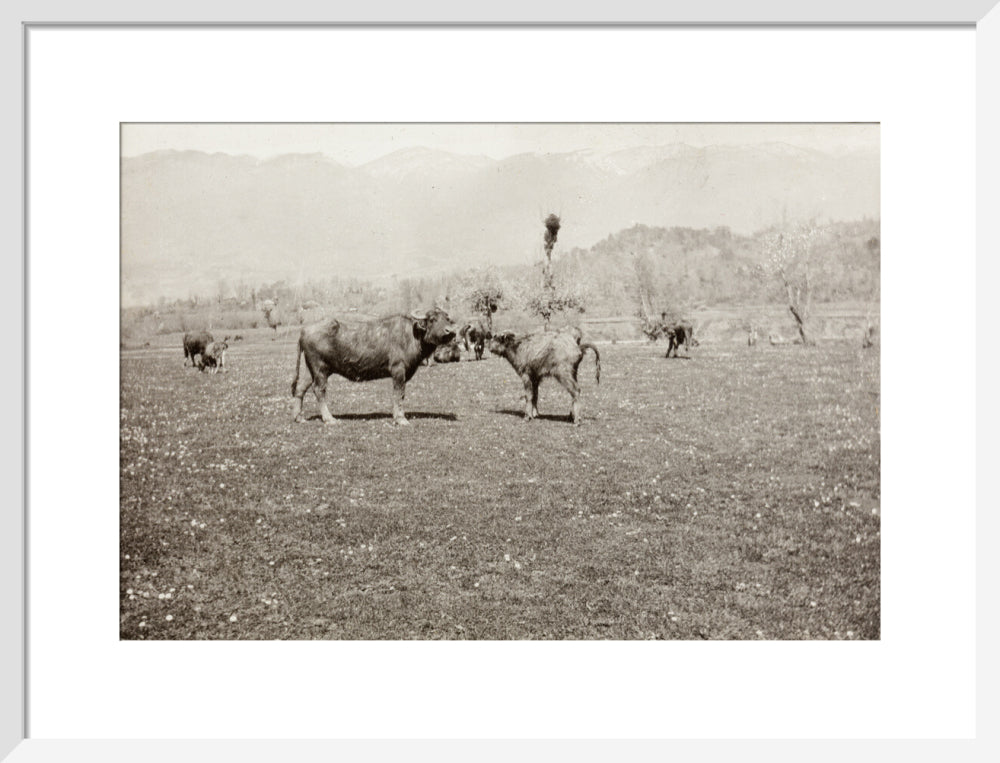 On the Banks of the Black River, about 80 versts from Gagra: The Cattle of the Country art print medium white Art Print - Science Museum Shop