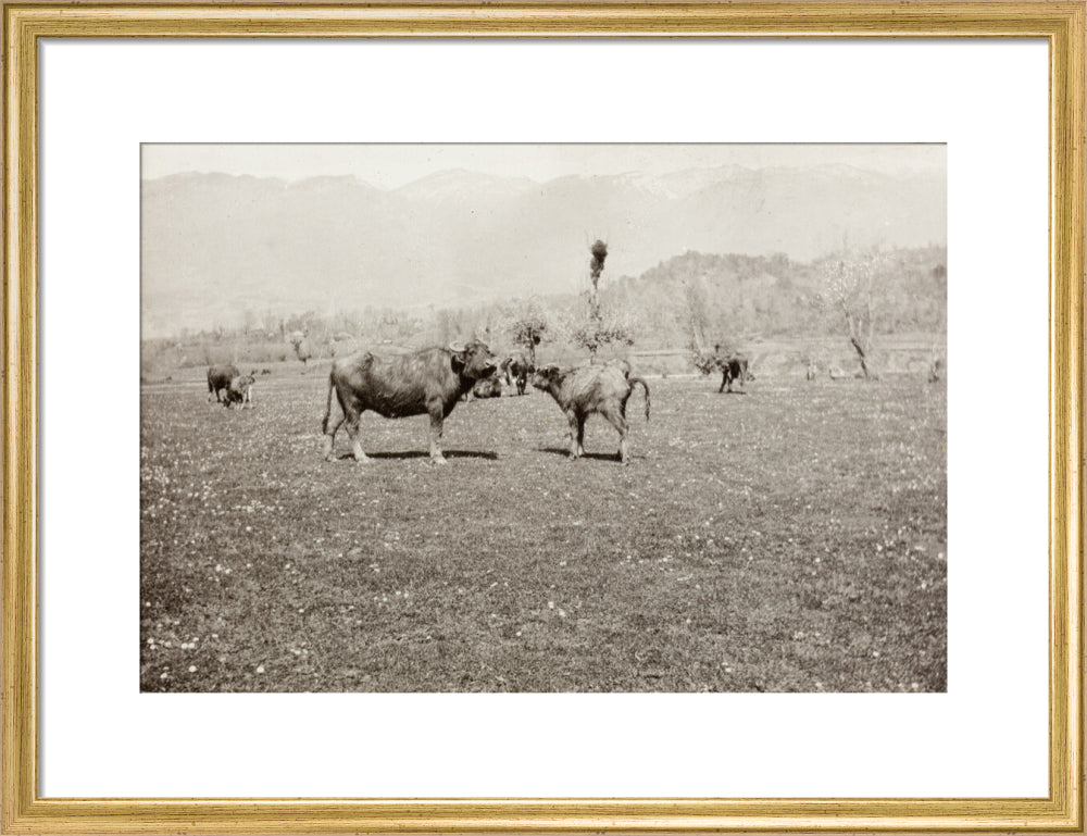 On the Banks of the Black River, about 80 versts from Gagra: The Cattle of the Country art print medium gold Art Print - Science Museum Shop
