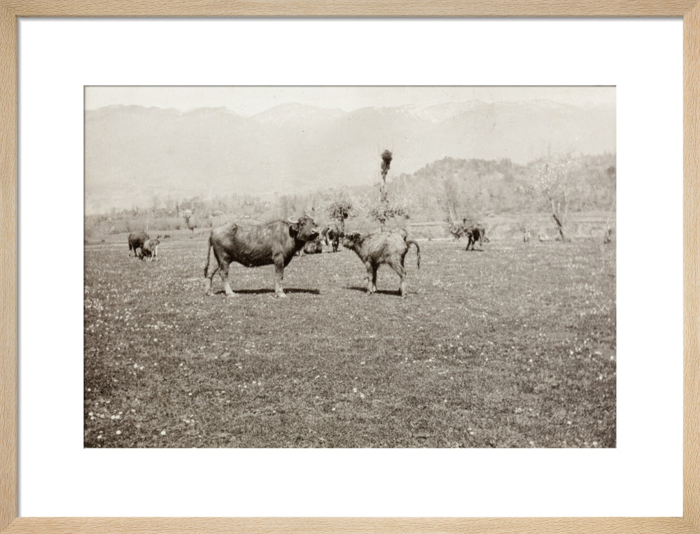 On the Banks of the Black River, about 80 versts from Gagra: The Cattle of the Country art print medium natural Art Print - Science Museum Shop