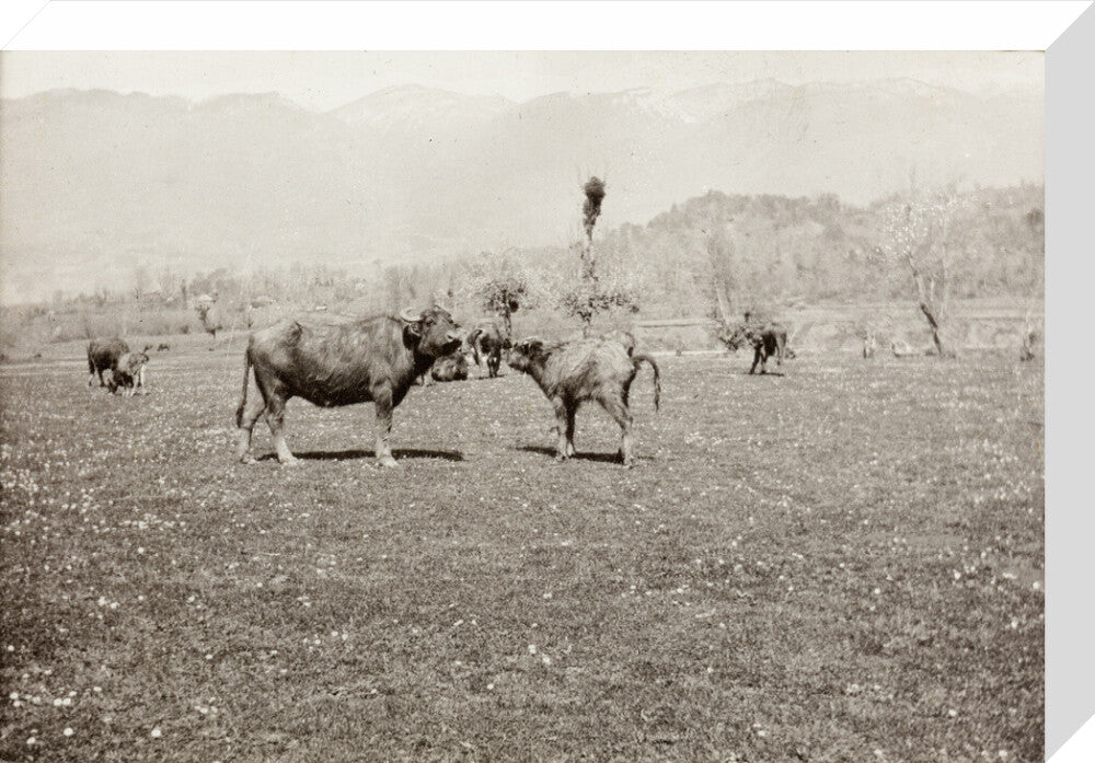 On the Banks of the Black River, about 80 versts from Gagra: The Cattle of the Country stretched canvas medium none Art Print - Science Museum Shop