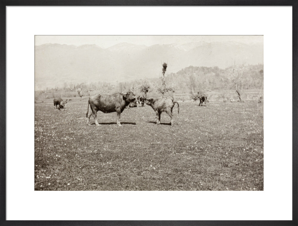 On the Banks of the Black River, about 80 versts from Gagra: The Cattle of the Country art print large black Art Print - Science Museum Shop