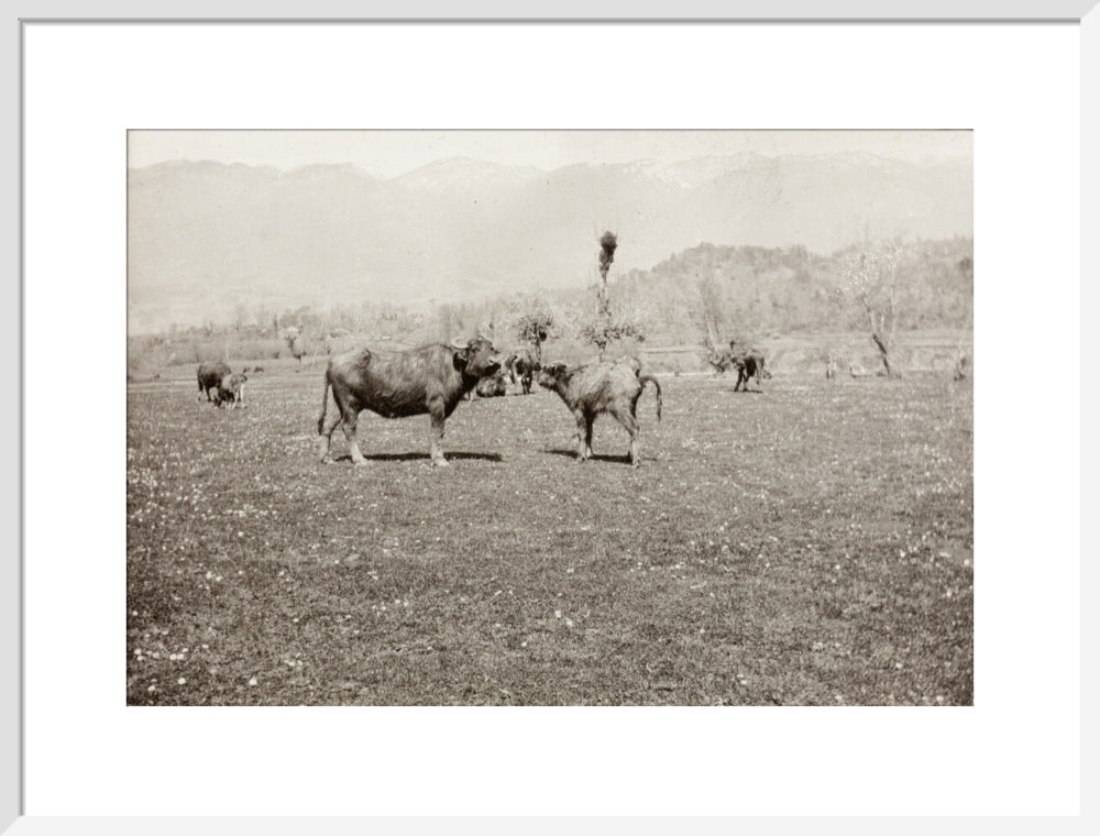 On the Banks of the Black River, about 80 versts from Gagra: The Cattle of the Country art print large white Art Print - Science Museum Shop