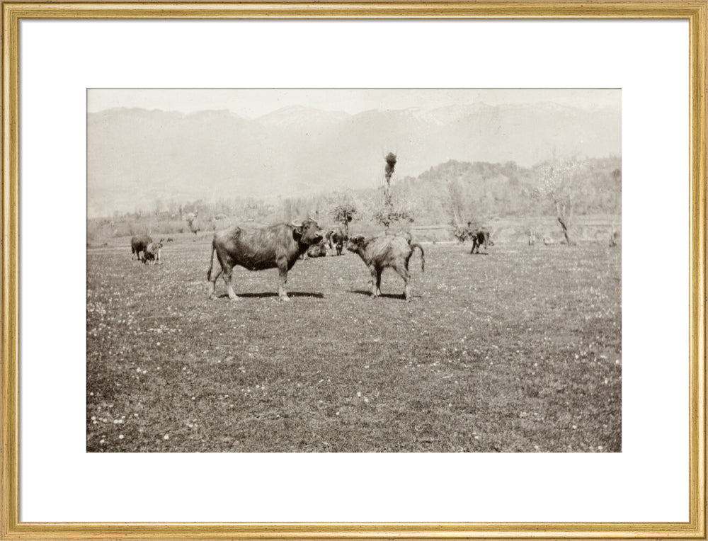 On the Banks of the Black River, about 80 versts from Gagra: The Cattle of the Country art print large gold Art Print - Science Museum Shop