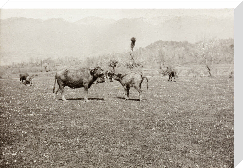 On the Banks of the Black River, about 80 versts from Gagra: The Cattle of the Country stretched canvas large none Art Print - Science Museum Shop