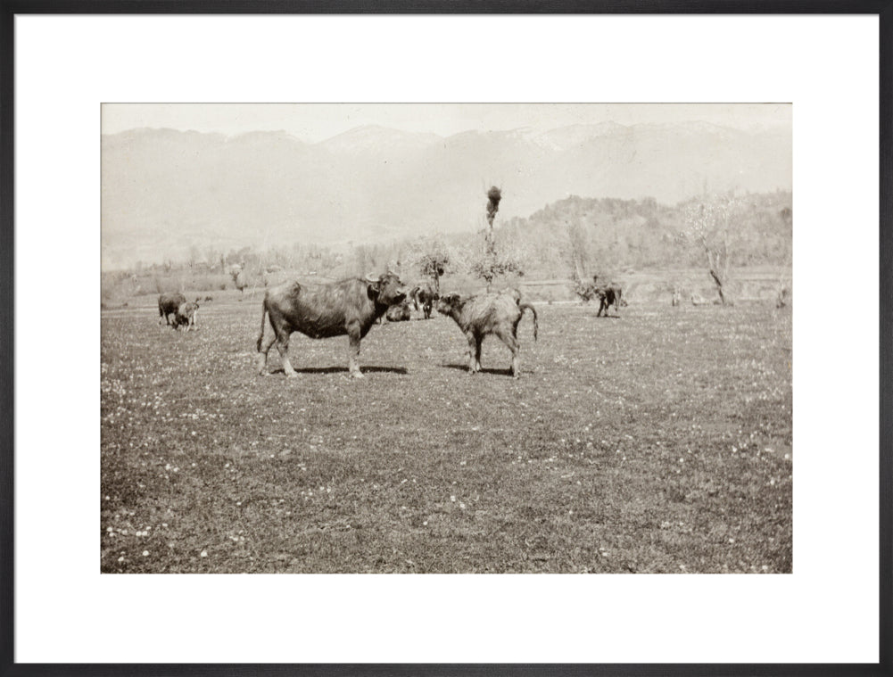 On the Banks of the Black River, about 80 versts from Gagra: The Cattle of the Country art print extra large black Art Print - Science Museum Shop