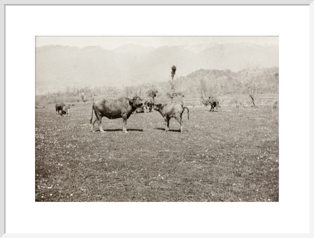 On the Banks of the Black River, about 80 versts from Gagra: The Cattle of the Country art print extra large white Art Print - Science Museum Shop