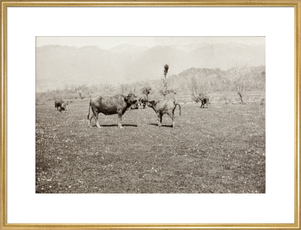On the Banks of the Black River, about 80 versts from Gagra: The Cattle of the Country art print extra large gold Art Print - Science Museum Shop
