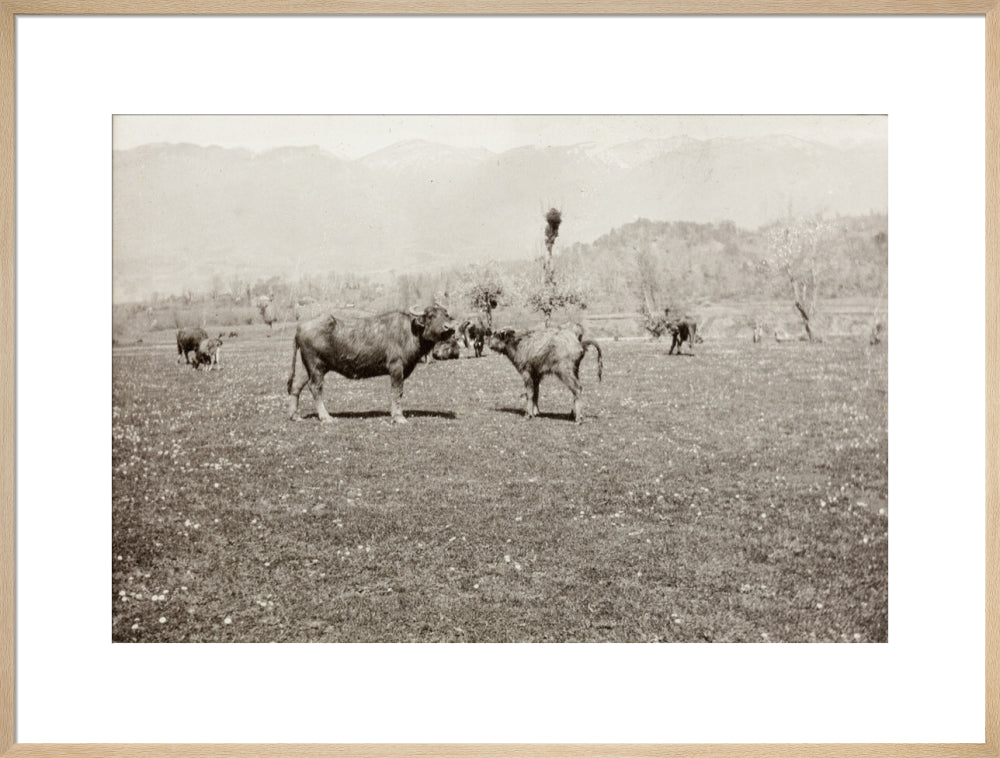 On the Banks of the Black River, about 80 versts from Gagra: The Cattle of the Country art print extra large natural Art Print - Science Museum Shop