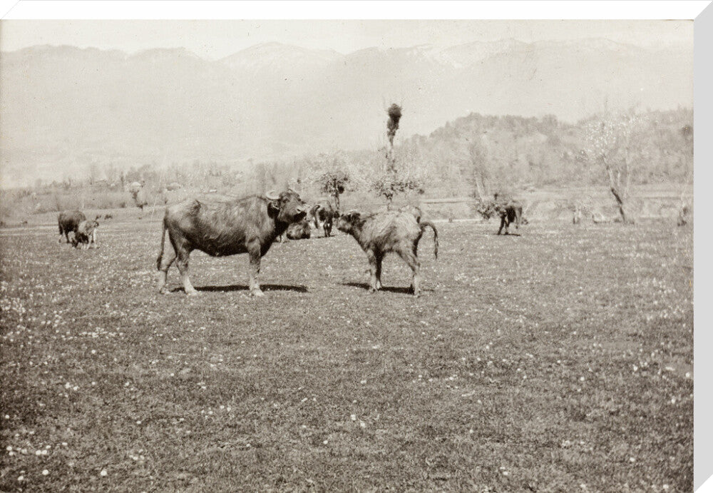 On the Banks of the Black River, about 80 versts from Gagra: The Cattle of the Country stretched canvas extra large none Art Print - Science Museum Shop