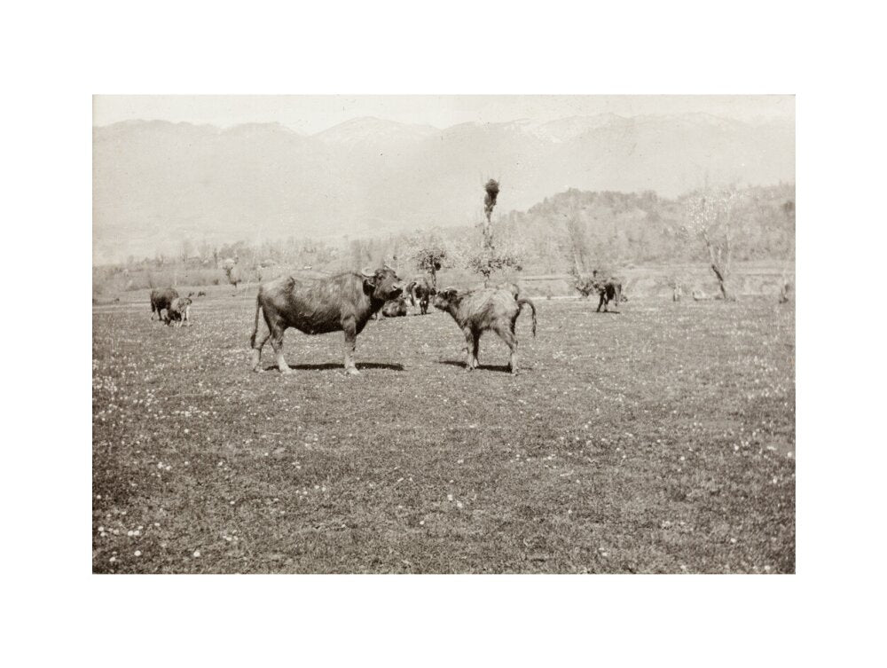 On the Banks of the Black River, about 80 versts from Gagra: The Cattle of the Country art print extra large none Art Print - Science Museum Shop