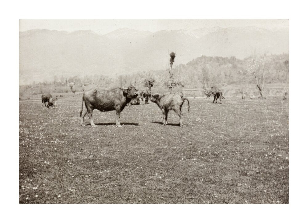 On the Banks of the Black River, about 80 versts from Gagra: The Cattle of the Country unstretched canvas extra large none Art Print - Science Museum Shop