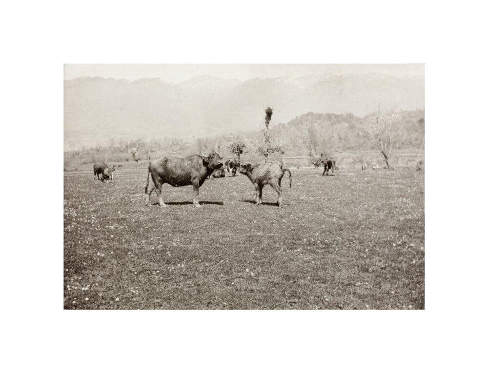 On the Banks of the Black River, about 80 versts from Gagra: The Cattle of the Country unstretched canvas small none Art Print - Science Museum Shop