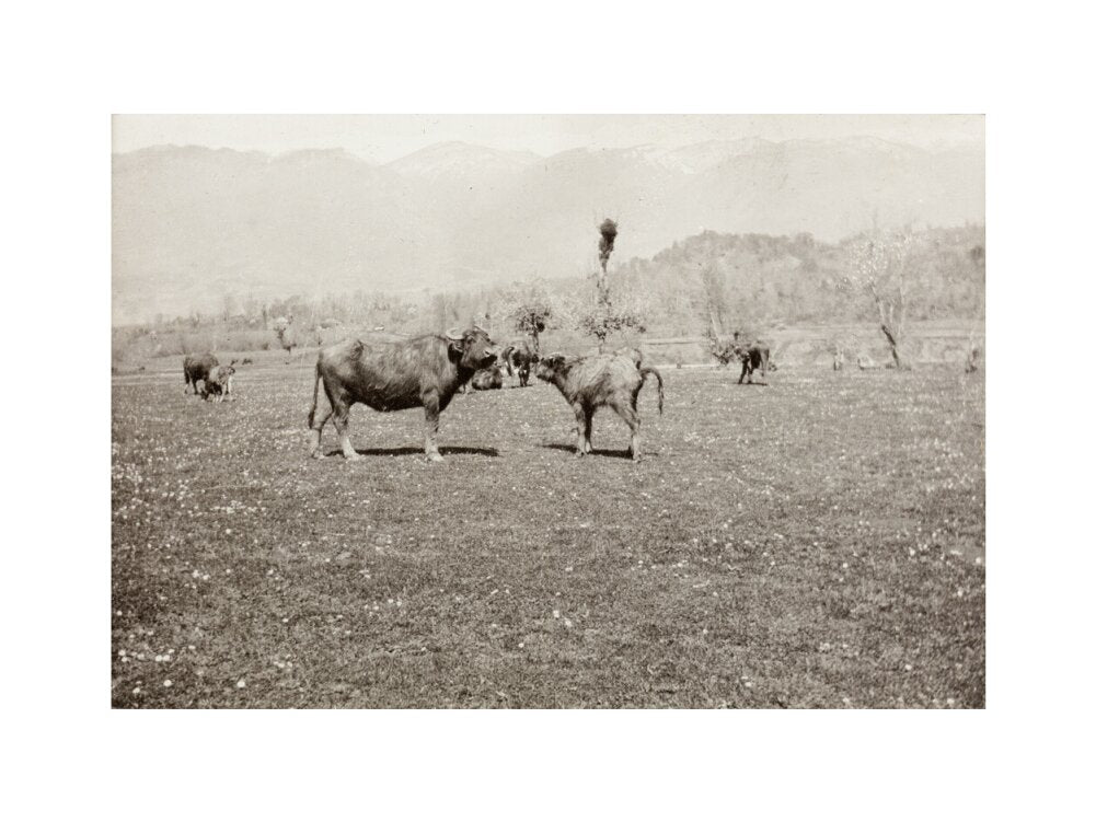 On the Banks of the Black River, about 80 versts from Gagra: The Cattle of the Country art print medium none Art Print - Science Museum Shop