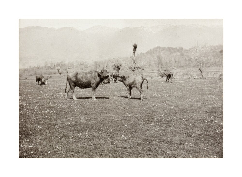 On the Banks of the Black River, about 80 versts from Gagra: The Cattle of the Country unstretched canvas large none Art Print - Science Museum Shop