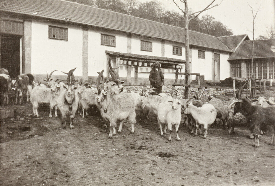 A Flock of Goats at Prince Alexander Oldenburgs Estate near Gagra. Art Print - Science Museum Shop
