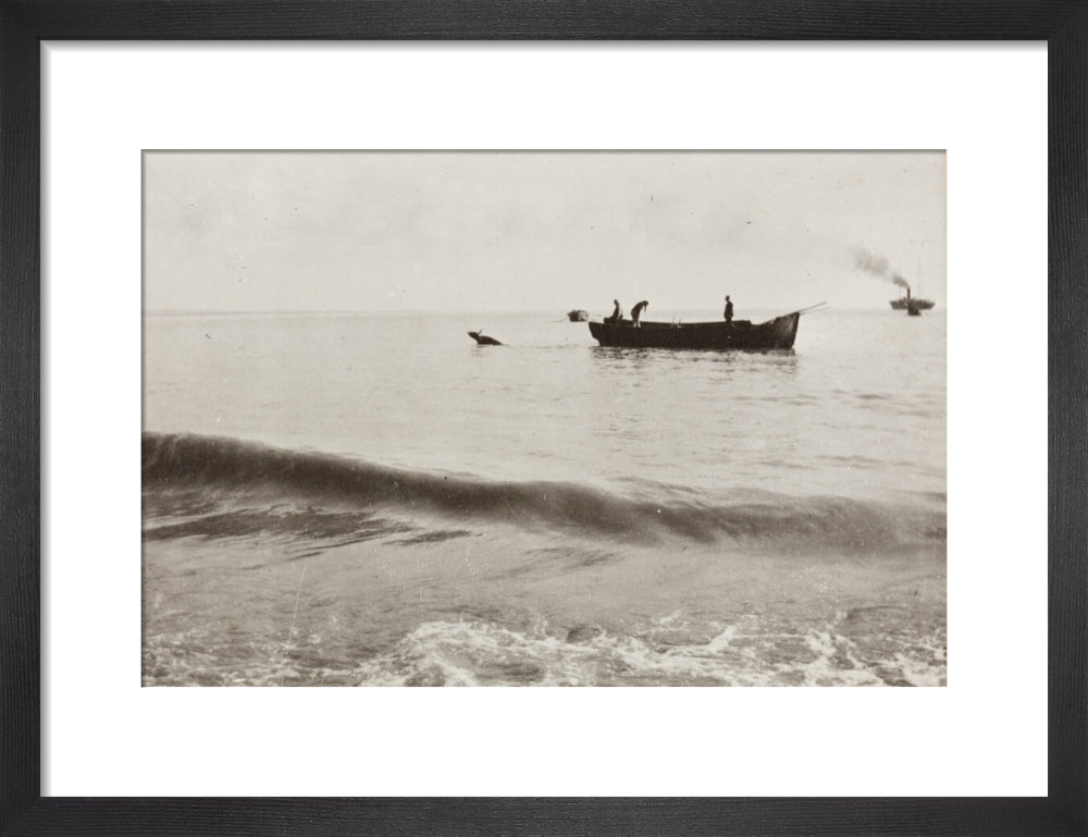The Method of Landing Bullocks which are taken from the ship in a boat and pushed overboard. When some way from the shore, they usually swim to the land, but not always. art print small black Art Print - Science Museum Shop