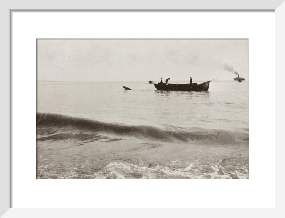 The Method of Landing Bullocks which are taken from the ship in a boat and pushed overboard. When some way from the shore, they usually swim to the land, but not always. art print small white Art Print - Science Museum Shop