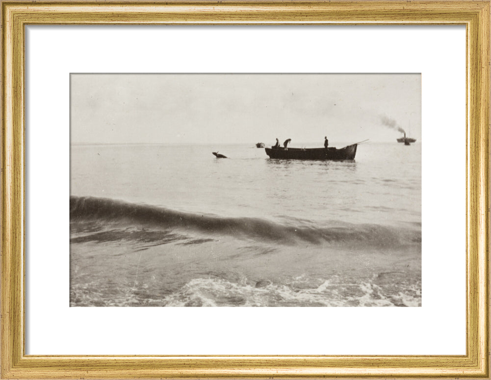 The Method of Landing Bullocks which are taken from the ship in a boat and pushed overboard. When some way from the shore, they usually swim to the land, but not always. art print small gold Art Print - Science Museum Shop