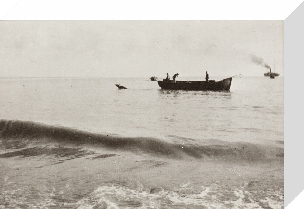 The Method of Landing Bullocks which are taken from the ship in a boat and pushed overboard. When some way from the shore, they usually swim to the land, but not always. stretched canvas small none Art Print - Science Museum Shop