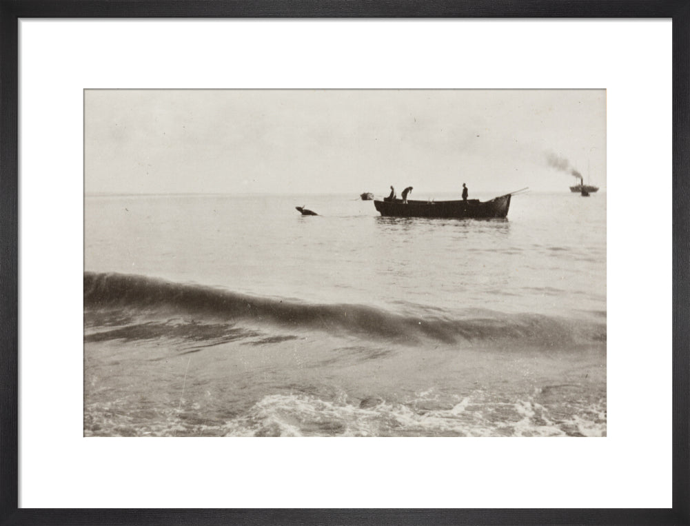 The Method of Landing Bullocks which are taken from the ship in a boat and pushed overboard. When some way from the shore, they usually swim to the land, but not always. art print medium black Art Print - Science Museum Shop