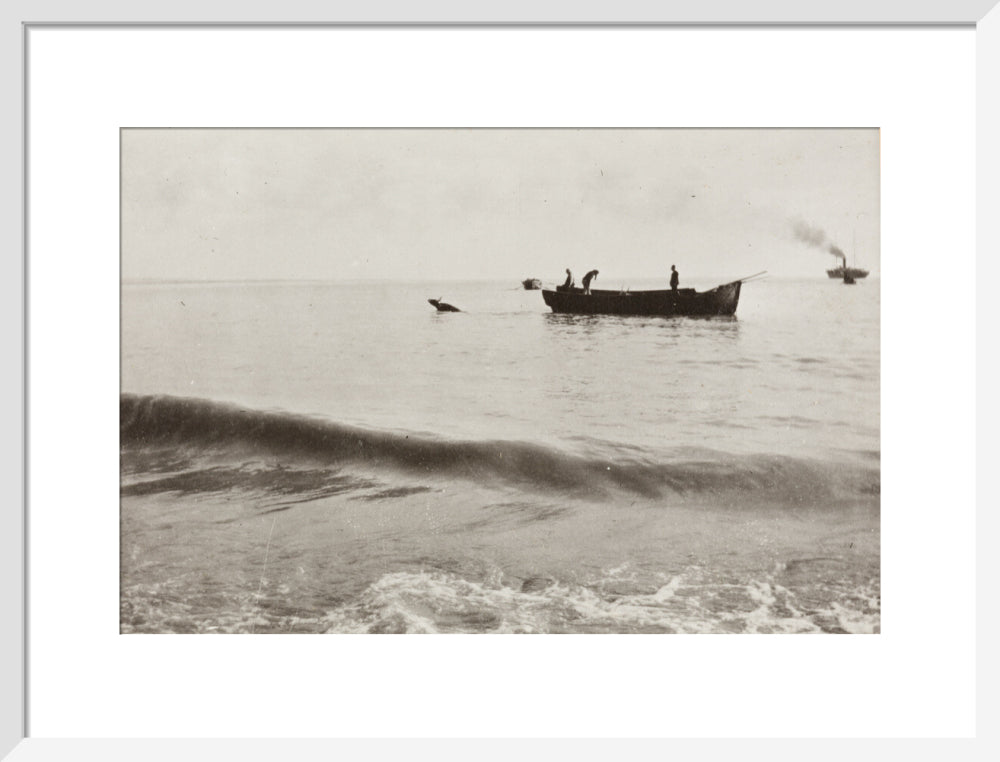 The Method of Landing Bullocks which are taken from the ship in a boat and pushed overboard. When some way from the shore, they usually swim to the land, but not always. art print medium white Art Print - Science Museum Shop