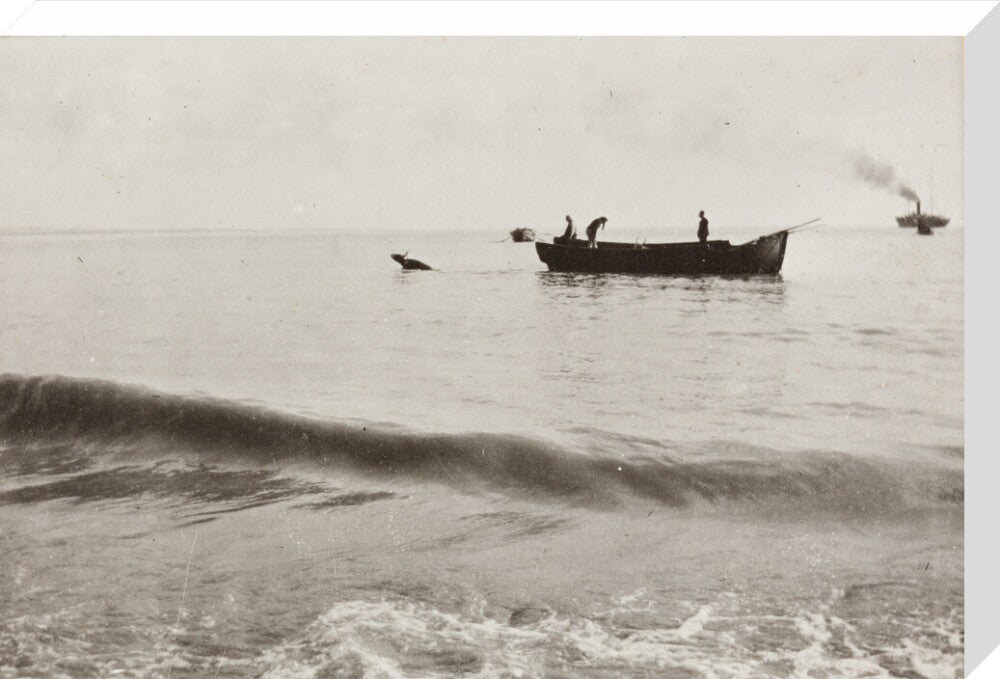 The Method of Landing Bullocks which are taken from the ship in a boat and pushed overboard. When some way from the shore, they usually swim to the land, but not always. stretched canvas large none Art Print - Science Museum Shop