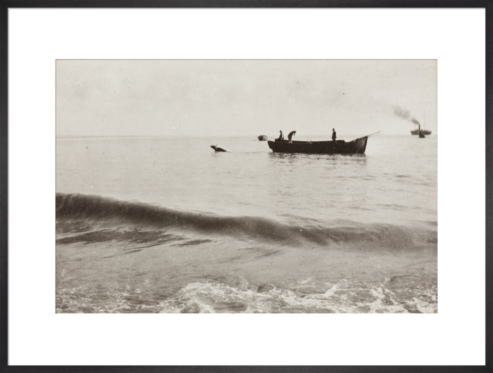 The Method of Landing Bullocks which are taken from the ship in a boat and pushed overboard. When some way from the shore, they usually swim to the land, but not always. art print extra large black Art Print - Science Museum Shop