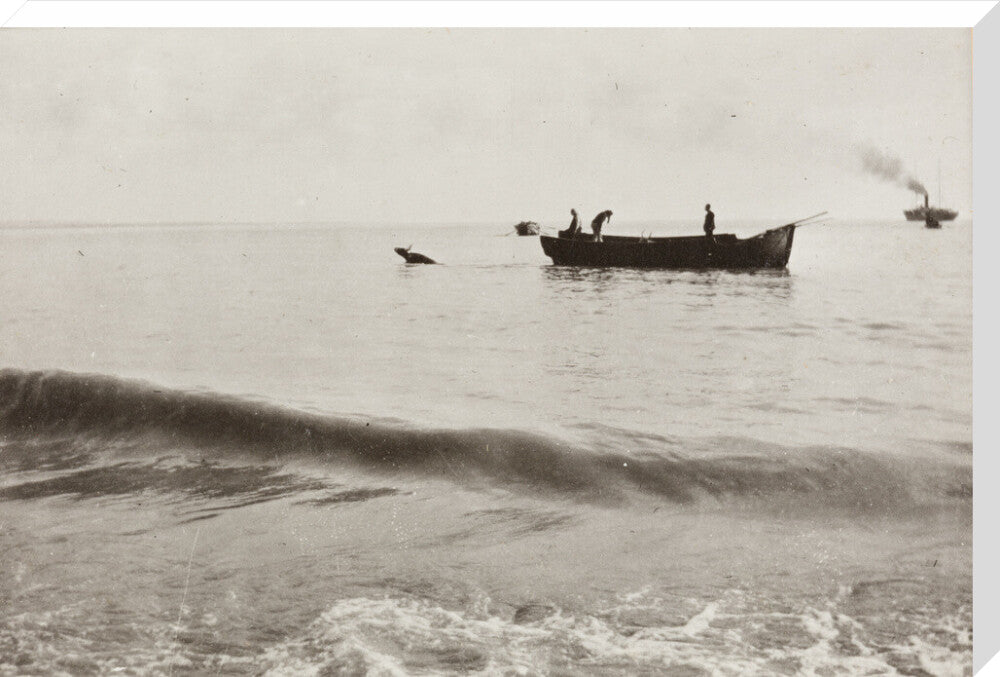 The Method of Landing Bullocks which are taken from the ship in a boat and pushed overboard. When some way from the shore, they usually swim to the land, but not always. stretched canvas extra large none Art Print - Science Museum Shop