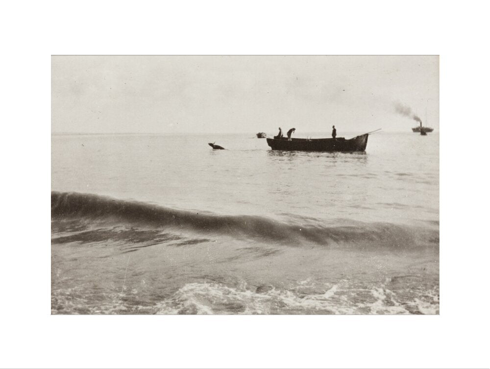 The Method of Landing Bullocks which are taken from the ship in a boat and pushed overboard. When some way from the shore, they usually swim to the land, but not always. art print extra large none Art Print - Science Museum Shop