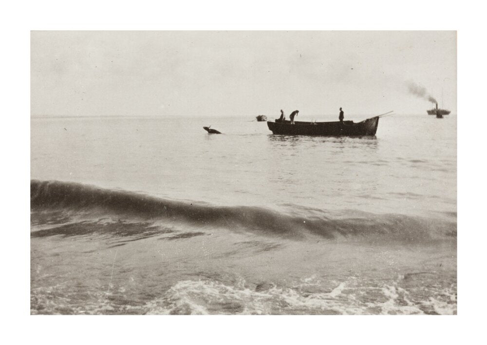 The Method of Landing Bullocks which are taken from the ship in a boat and pushed overboard. When some way from the shore, they usually swim to the land, but not always. unstretched canvas extra large none Art Print - Science Museum Shop